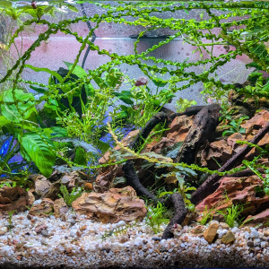 Publication de ArtemusKlegg