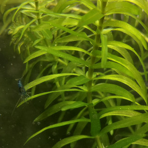 Egeria Densa