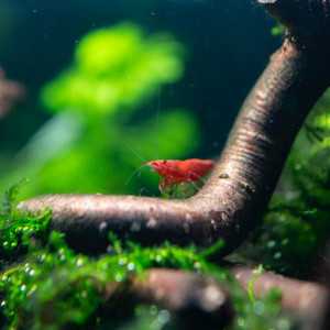 Publication de Sirius