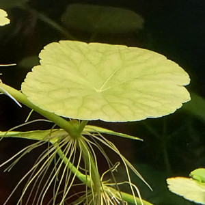 Publication de STK54