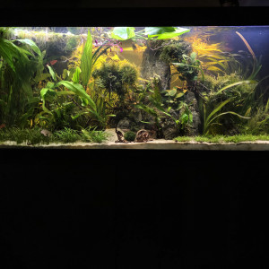 Publication de Haplo