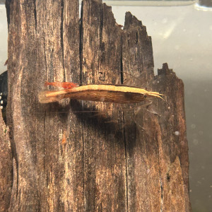 Publication de HondaCivicRaccoon