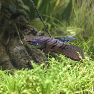 Publication de Haplo