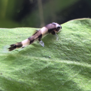 Publication de Haplo