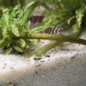 Publication de Haplo