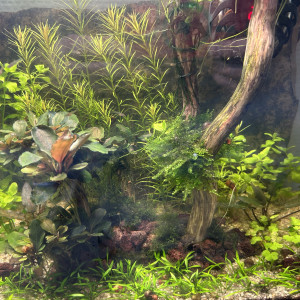 Publication de Cabernet