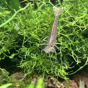 Publication de Cabernet