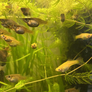 Publication de Cabernet