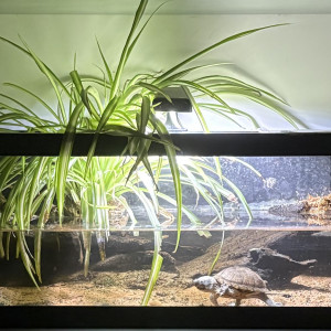 Publication de Phryno