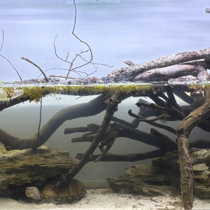 Aquarium sternotherus carinatus 2