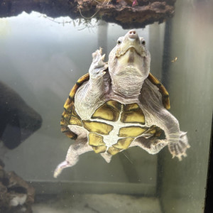 Publication de Phryno