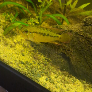 Publication de Gabin_Versavel