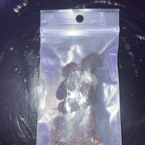 Sachet de 10 fruits d’aulnes + échantillon Pellet