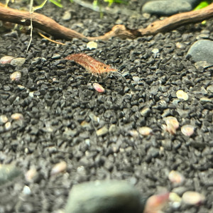 Néocaridinas déclassées