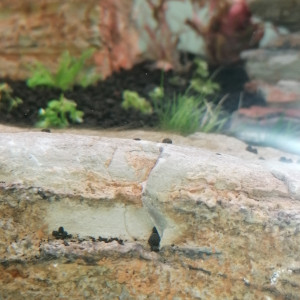 Publication de Barbu62