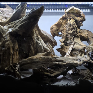 Bac 3 black water amazonien