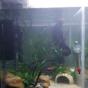 Publication de Yoshi971