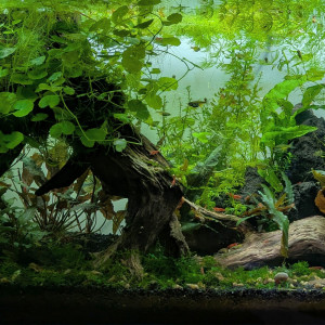 Publication de ArtemusKlegg