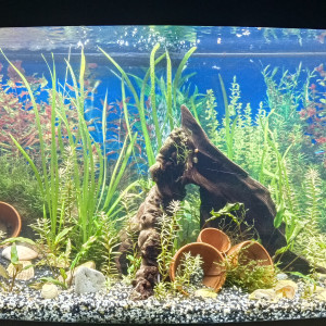 Publication de Ffarfadet