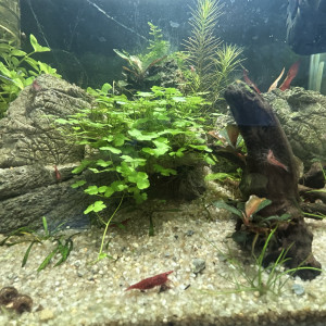 Publication de Cabernet