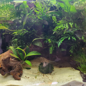 Publication de AzuraRoselion