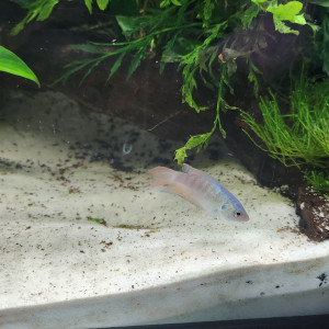 Poisson paradis Mâle