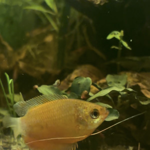 Chuna Orange