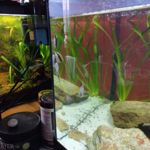 Publication de lolo95