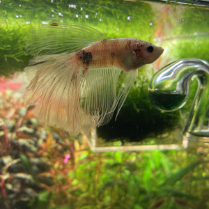 Publication de Margotte33