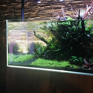 Publication de MARGINATUS