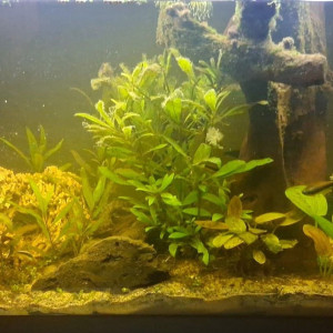 Recherche plantes aquatiques