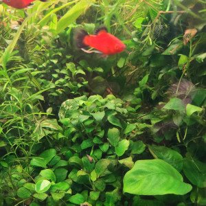 Publication de laurent-galichet