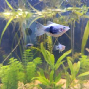 Publication de Marcodesjardo