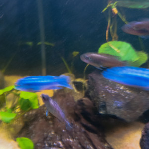 Labeotropheus Fuellborni Katale