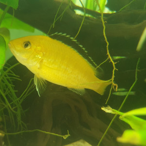 Couple Labidochromis Caeruleus
