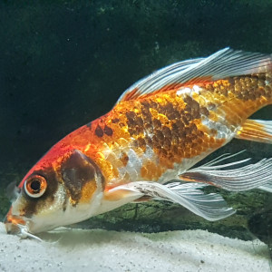 Publication de NEGUS69