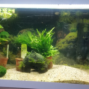 Publication de Argael