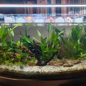 Publication de Ayolit