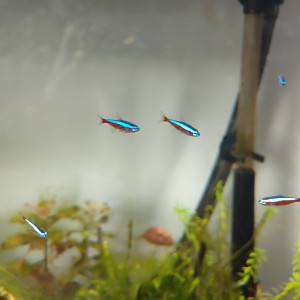 Néons rouges - Paracheirodons axelrodi - cardinalis