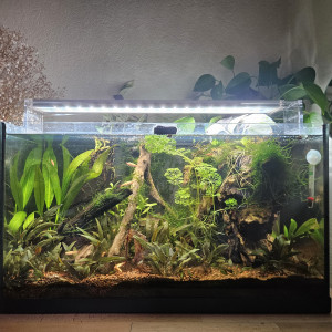 Publication de Sirius