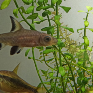 Plusieurs espèces disponibles