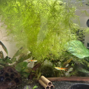 Plantes d'aquarium - Lentilles d'eau & Ceratophyllum