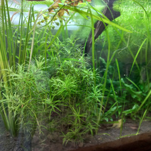 Lot de diverses plantes