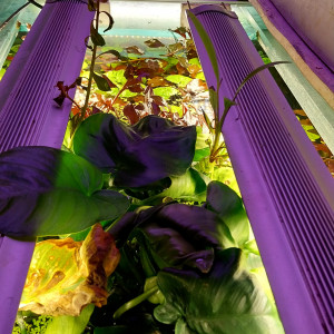 Publication de STK54