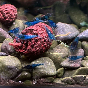 Crevette neocaridina blue carbon rili