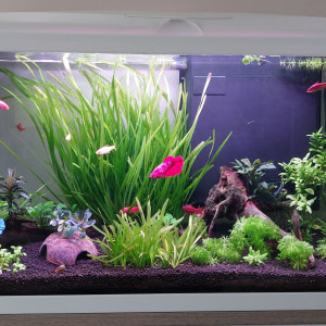 Barbus cerise et bettas