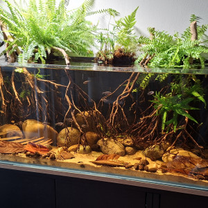 Publication de fuzzytooth