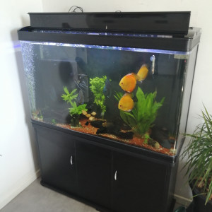 Monster 300l