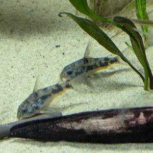 Corydoras paleatus