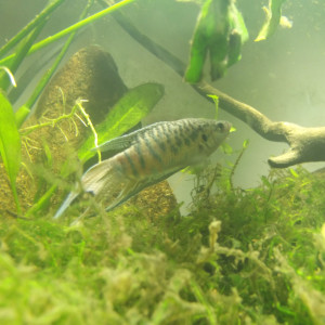 Macropodus couple